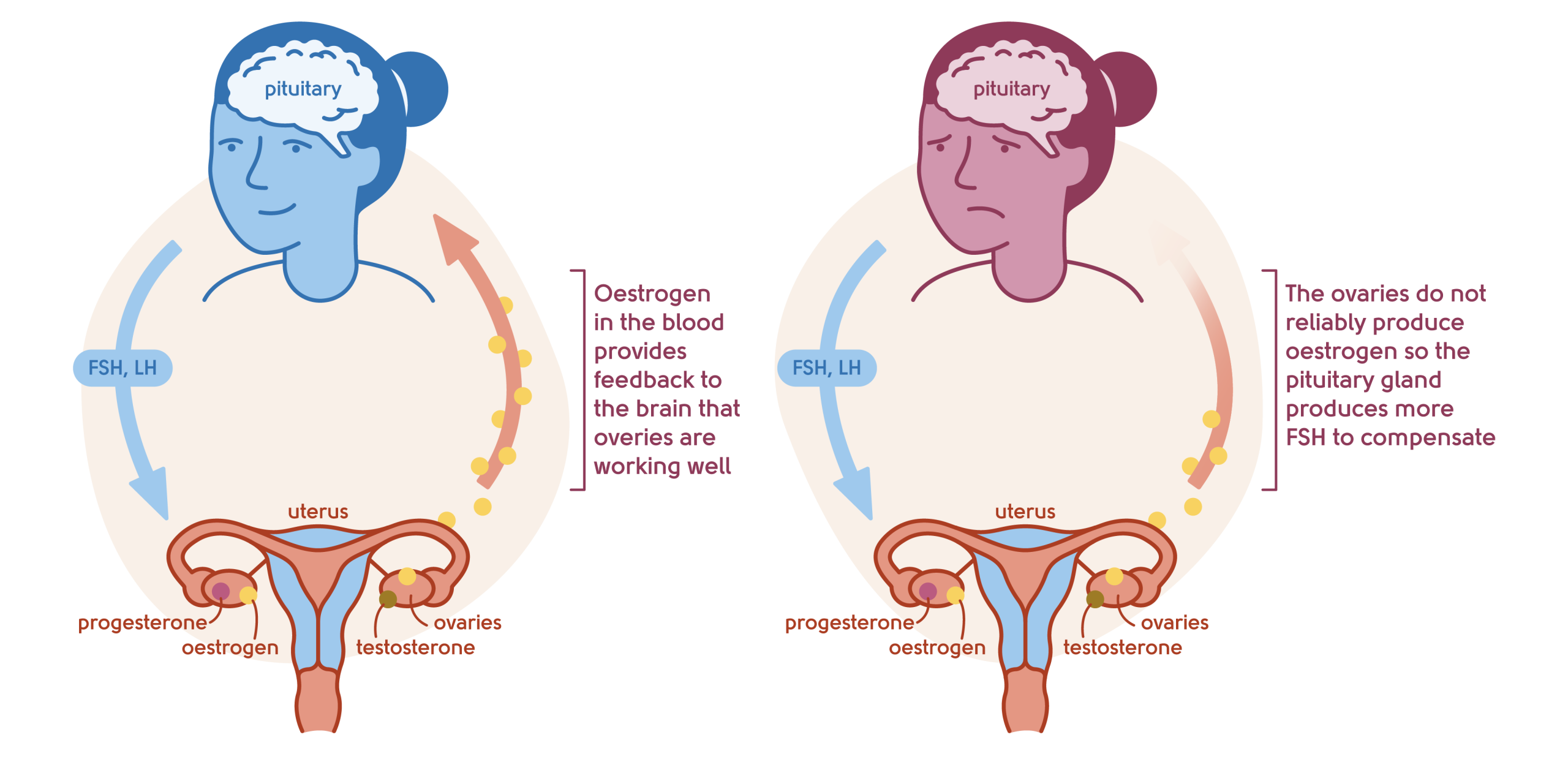 10 Cara Mengelola Hormon Selama Masa Menopause